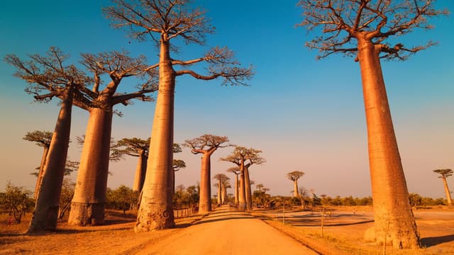 Image de Morondava