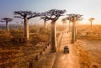 Avenue des Baobabs