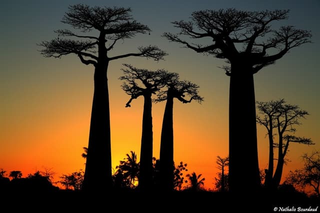 Allée des Baobabs