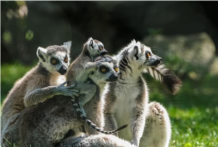 Lemurs' Park