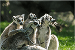 Lemurs' Park