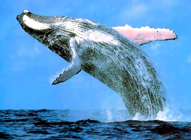Observation des baleines